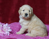 AKC Registered Golden Retriever For Sale Fredericksburg, OH Female- Morgan