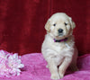 AKC Registered Golden Retriever For Sale Fredericksburg, OH Female- Ginger