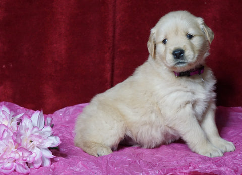 AKC Registered Golden Retriever For Sale Fredericksburg, OH Female- Ginger