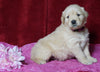 AKC Registered Golden Retriever For Sale Fredericksburg, OH Female- Ginger