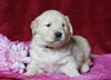 AKC Registered Golden Retriever For Sale Fredericksburg, OH Female- Jamaica