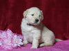 AKC Registered Golden Retriever For Sale Fredericksburg, OH Female- Jamaica