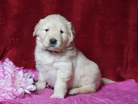 AKC Registered Golden Retriever For Sale Fredericksburg, OH Female- Jamaica
