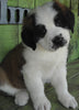 AKC Registered Saint Bernard For Sale Sugarcreek OH Female-Stella