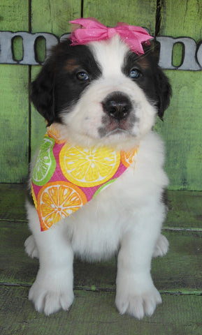 AKC Registered Saint Bernard For Sale Sugarcreek OH Female-Skye