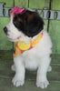 AKC Registered Saint Bernard For Sale Sugarcreek OH Female-Skye
