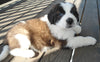 AKC Registered Saint Bernard For Sale Sugarcreek OH Female-Skye