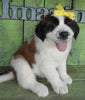 AKC Registered Saint Bernard For Sale Sugarcreek OH Female-Remi