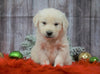 AKC Registered English Cream Golden Retriever For Sale Fredericksburg, OH Male- Dasher