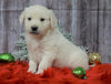 AKC Registered English Cream Golden Retriever For Sale Fredericksburg, OH Male- Dasher