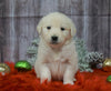 AKC Registered English Cream Golden Retriever For Sale Fredericksburg, OH Female- Noelle
