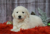 AKC Registered English Cream Golden Retriever For Sale Fredericksburg, OH Male- Prancer