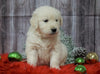 AKC Registered English Cream Golden Retriever For Sale Fredericksburg, OH Male- Prancer