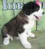 AKC Registered Saint Bernard For Sale Sugarcreek OH Female-Summer