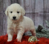 AKC Registered English Cream Golden Retriever For Sale Fredericksburg, OH Male- Vixen