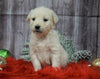 AKC Registered English Cream Golden Retriever For Sale Fredericksburg, OH Male- Cupid