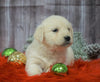 AKC Registered English Cream Golden Retriever For Sale Fredericksburg, OH Female- Candi