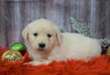 AKC Registered English Cream Golden Retriever For Sale Fredericksburg, OH Female- Candi