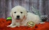 AKC Registered English Cream Golden Retriever For Sale Fredericksburg, OH Female- Holly