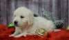 AKC Registered English Cream Golden Retriever For Sale Fredericksburg, OH Female- Holly
