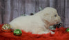 AKC Registered English Cream Golden Retriever For Sale Fredericksburg, OH Male- Donner