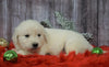 AKC Registered English Cream Golden Retriever For Sale Fredericksburg, OH Male- Donner