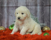 AKC Registered English Cream Golden Retriever For Sale Fredericksburg, OH Male- Blitzen