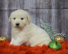 AKC Registered English Cream Golden Retriever For Sale Fredericksburg, OH Male- Blitzen