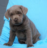 AKC Registered Silver Labrador Retriever For Sale Millersburg, OH Male- Duke