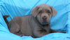 AKC Registered Silver Labrador Retriever For Sale Millersburg, OH Male- Duke