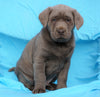 AKC Registered Silver Labrador Retriever For Sale Millersburg, OH Male- Elvis
