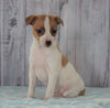 Toy Fox Terrier Mix For Sale Apple Creek, OH Female- Allie