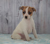Toy Fox Terrier Mix For Sale Apple Creek, OH Female- Allie