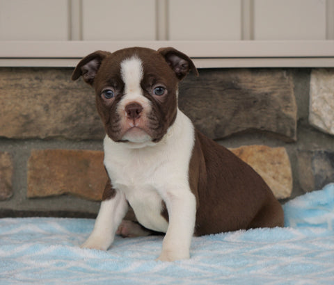 AKC Registered Boston Terrier For Sale Millersburg, OH Female- Sabrina