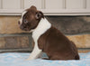 AKC Registered Boston Terrier For Sale Millersburg, OH Female- Sabrina