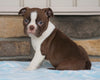 AKC Registered Boston Terrier For Sale Millersburg, OH Female- Sabrina