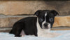 AKC Registered Boston Terrier For Sale Millersburg, OH Male- Mack