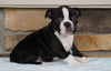 AKC Registered Boston Terrier For Sale Millersburg, OH Female- Bella