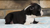 AKC Registered Boston Terrier For Sale Millersburg, OH Female- Bella