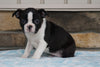 AKC Registered Boston Terrier For Sale Millersburg, OH Female- Frances