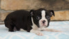AKC Registered Boston Terrier For Sale Millersburg, OH Female- Frances