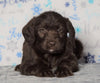F1 Standard Labradoodle For Sale Millersburg, OH Female- Sunny