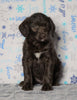 F1 Standard Labradoodle For Sale Millersburg, OH Female- Sunny