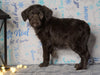 F1 Standard Labradoodle For Sale Millersburg, OH Female- Sunny