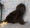 F1 Standard Labradoodle For Sale Millersburg, OH Female- Cloudy