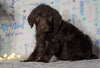 F1 Standard Labradoodle For Sale Millersburg, OH Female- Cloudy