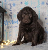 F1 Standard Labradoodle For Sale Millersburg, OH Female- Sprinkles