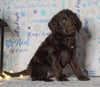 F1 Standard Labradoodle For Sale Millersburg, OH Female- Sprinkles