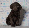 F1 Standard Labradoodle For Sale Millersburg, OH Female- Sprinkles