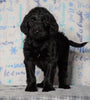 F1 Standard Labradoodle For Sale Millersburg, OH Female- Rainy